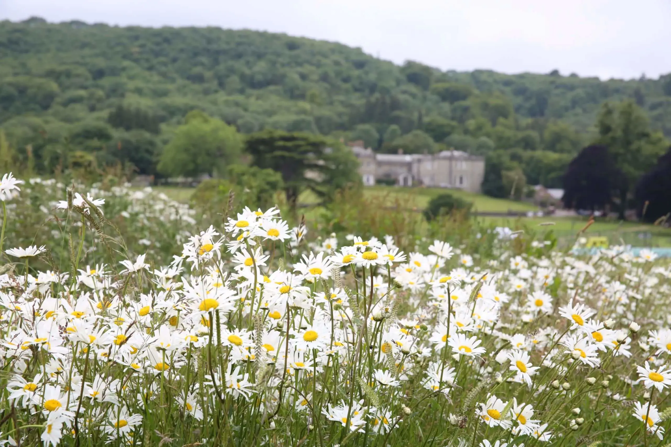 View of Seaford College from a hilltop with daisies in the foreground.