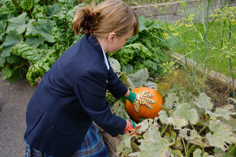 OriginalImage,Original