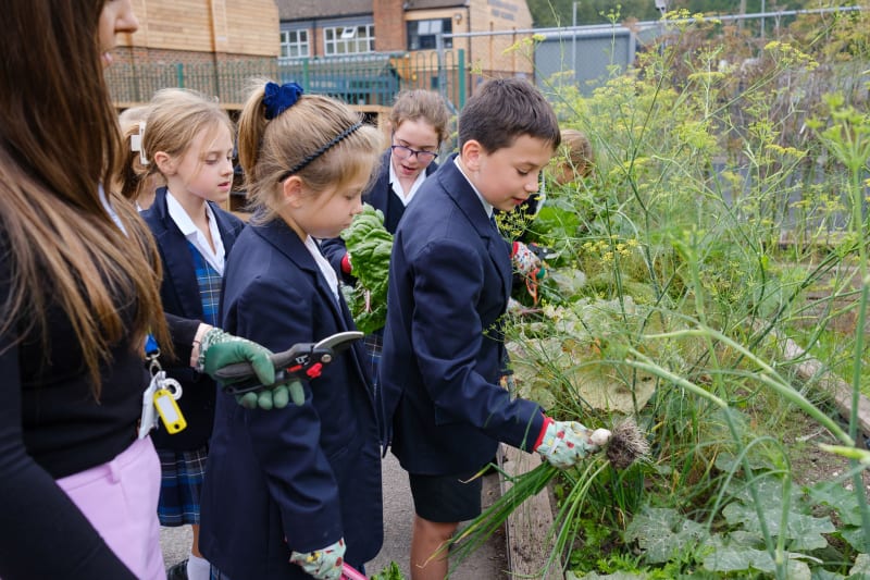 OriginalImage,Original